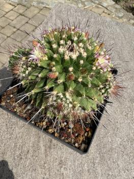 Mammillaria mystax